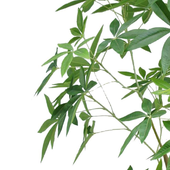 210cm Artificial Money Tree Pachira Realistic Faux Tree-1