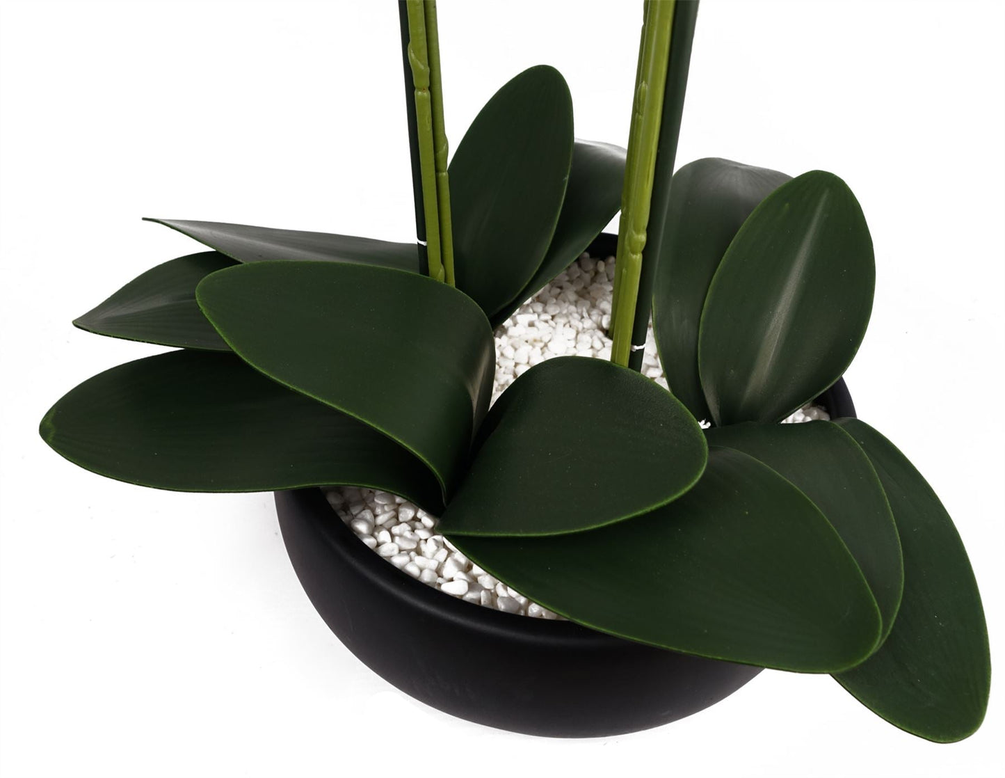Orchid White - Black Ceramic Planter-4