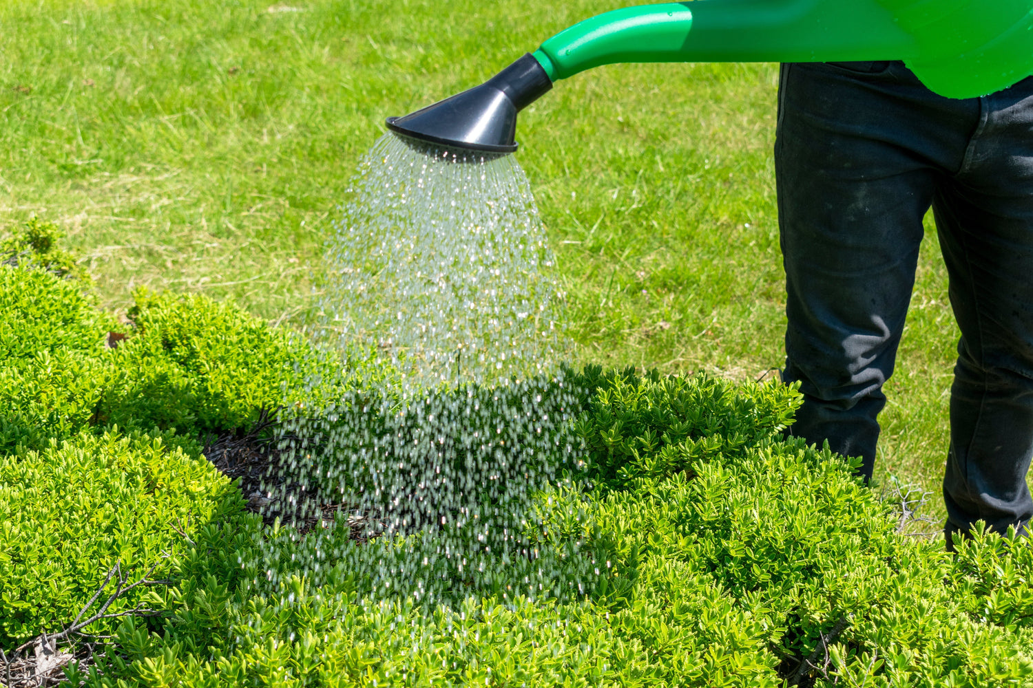 Watering and Irrigation