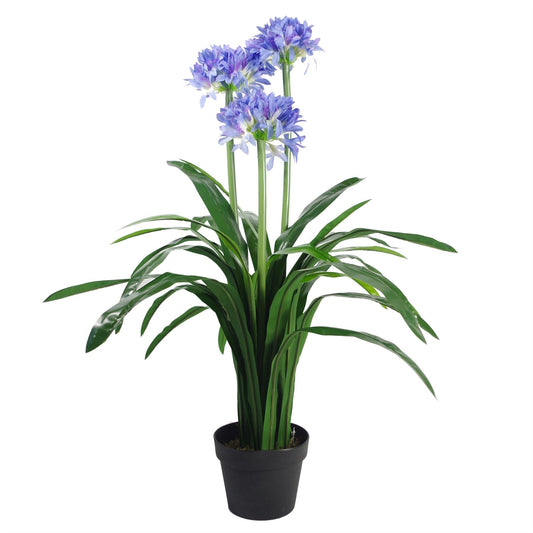 Agapanthus Blue Flower Plant Plants 90cm-0