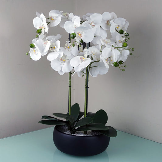 Orchid White - Black Ceramic Planter-0