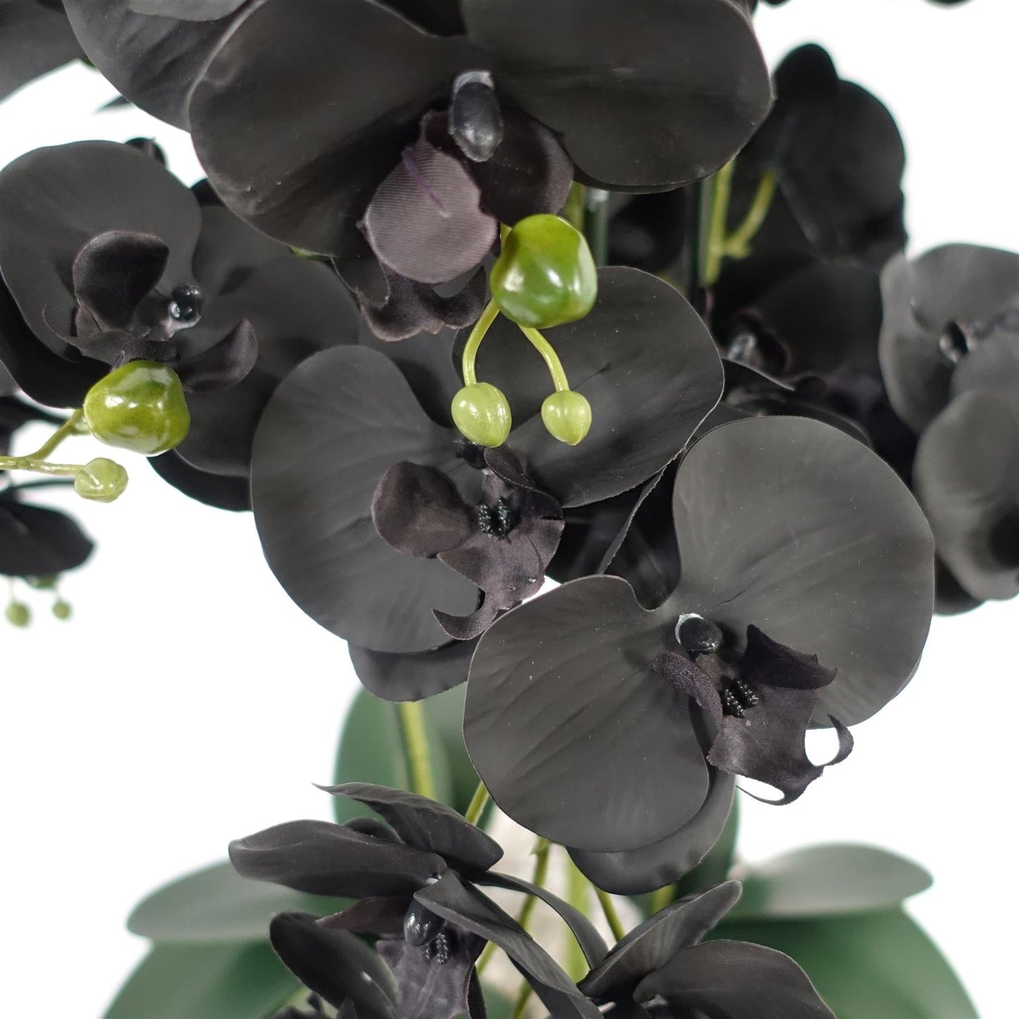 Orchid Black - White Ceramic Planter-2