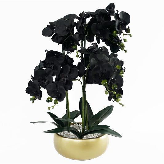 Orchid Black - White Ceramic Planter-0