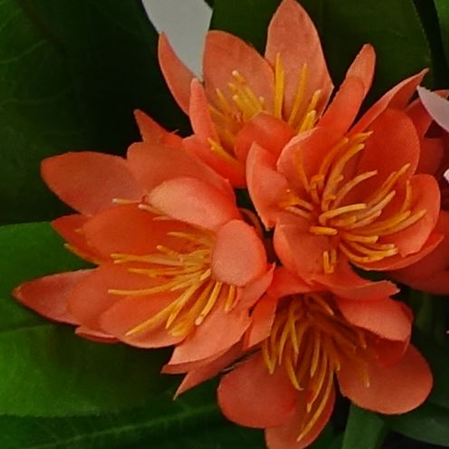 Leaf Design 3x 18cm Artificial Freesia Plants Pink, Orange, Yellow Flowering-1