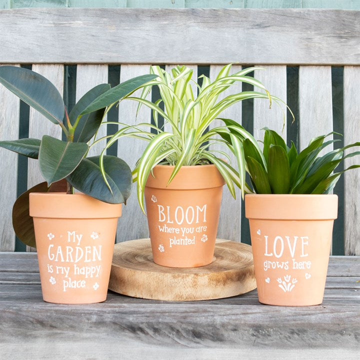 Three potted plants on a wooden surface with decorative pots and inscriptions.