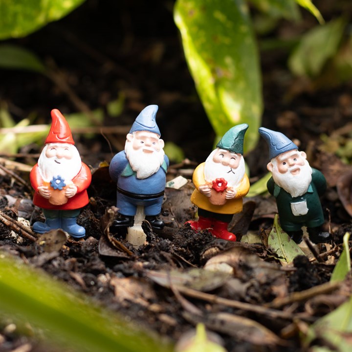 Four garden gnomes in a natural setting with leaves and soil.