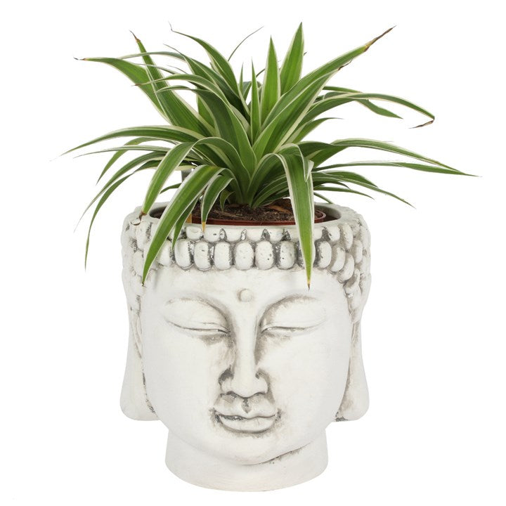 Planter in the style of the head of a buddha