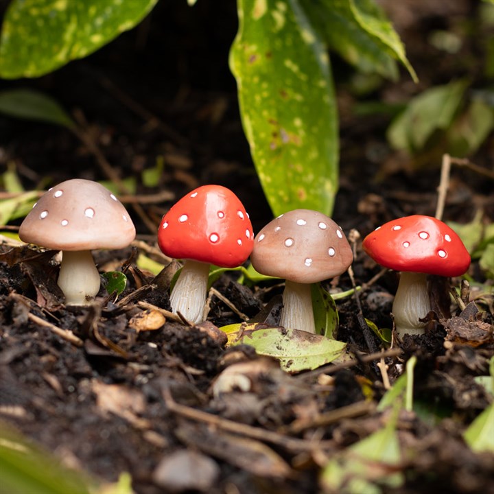 Four small mushrooms with red caps and white spots on a forest floor.