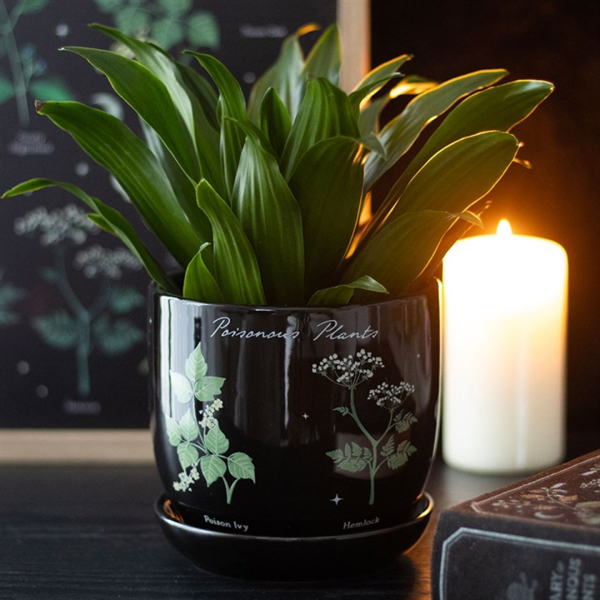 Black pot with green plant labeled 'Poisonous Plants' next to a candle on a dark background