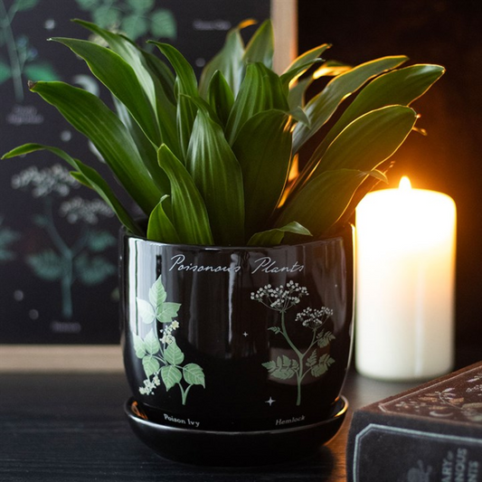 Black pot with green plant labeled 'Poisonous Plants' next to a candle on a dark background
